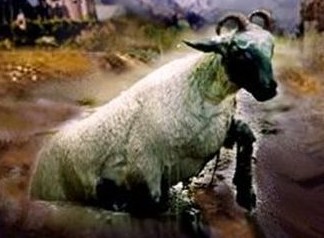 LoudCryoftheThirdAngel Das zweite Tier