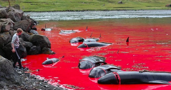 Meer verwandelt ins Blut